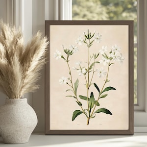 Antique Botanical Print, White Flower Illustration, Floral Art Download