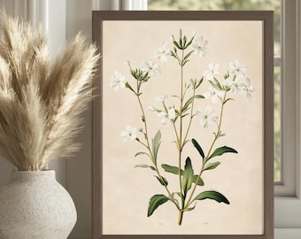 Antiker botanischer Druck, weiße Blumen Illustration, Blumenkunst Download