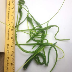 May include: Green glass art pieces with curved and spiraled shapes, some measuring up to 11 inches in length. A wooden ruler is placed next to the glass art for scale. The ruler has text that reads "Tempe Fire Department - For Emergencies - Dial 911".