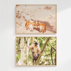 Monkey and Crab Digital Photography