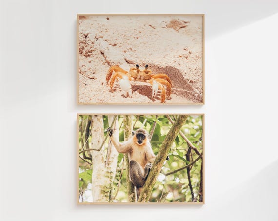 Monkey and Crab Digital Photography, Barbados Wildlife Print, Tropical Nature Photography, Instant Download