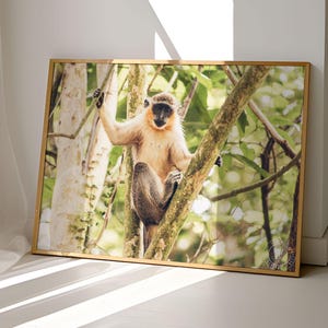 Monkey and Crab Digital Photography