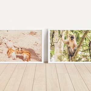 Monkey and Crab Digital Photography