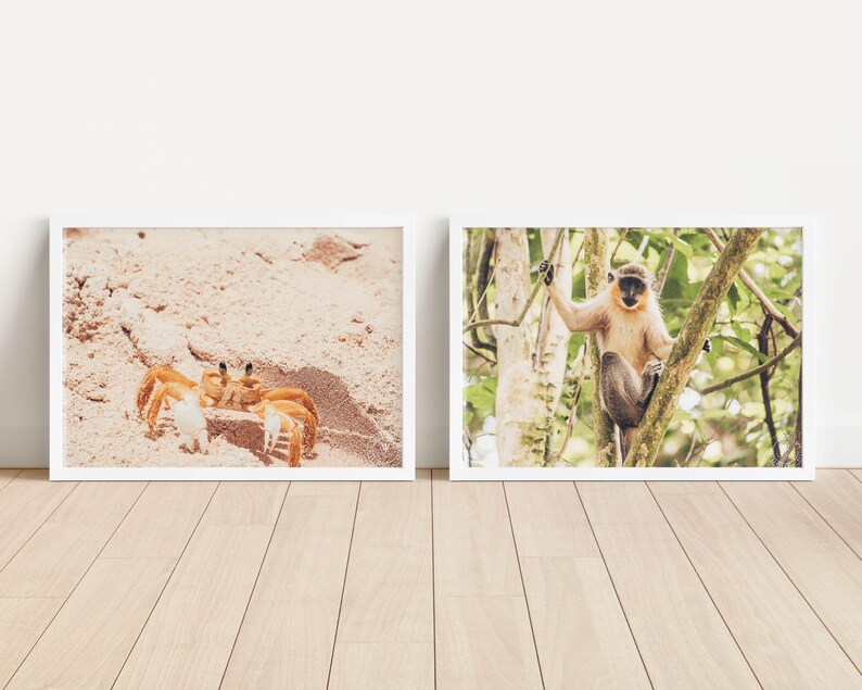Monkey and Crab Digital Photography