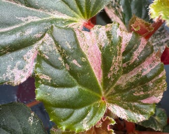 Begonia Cucullata Variegated - Etsy Canada