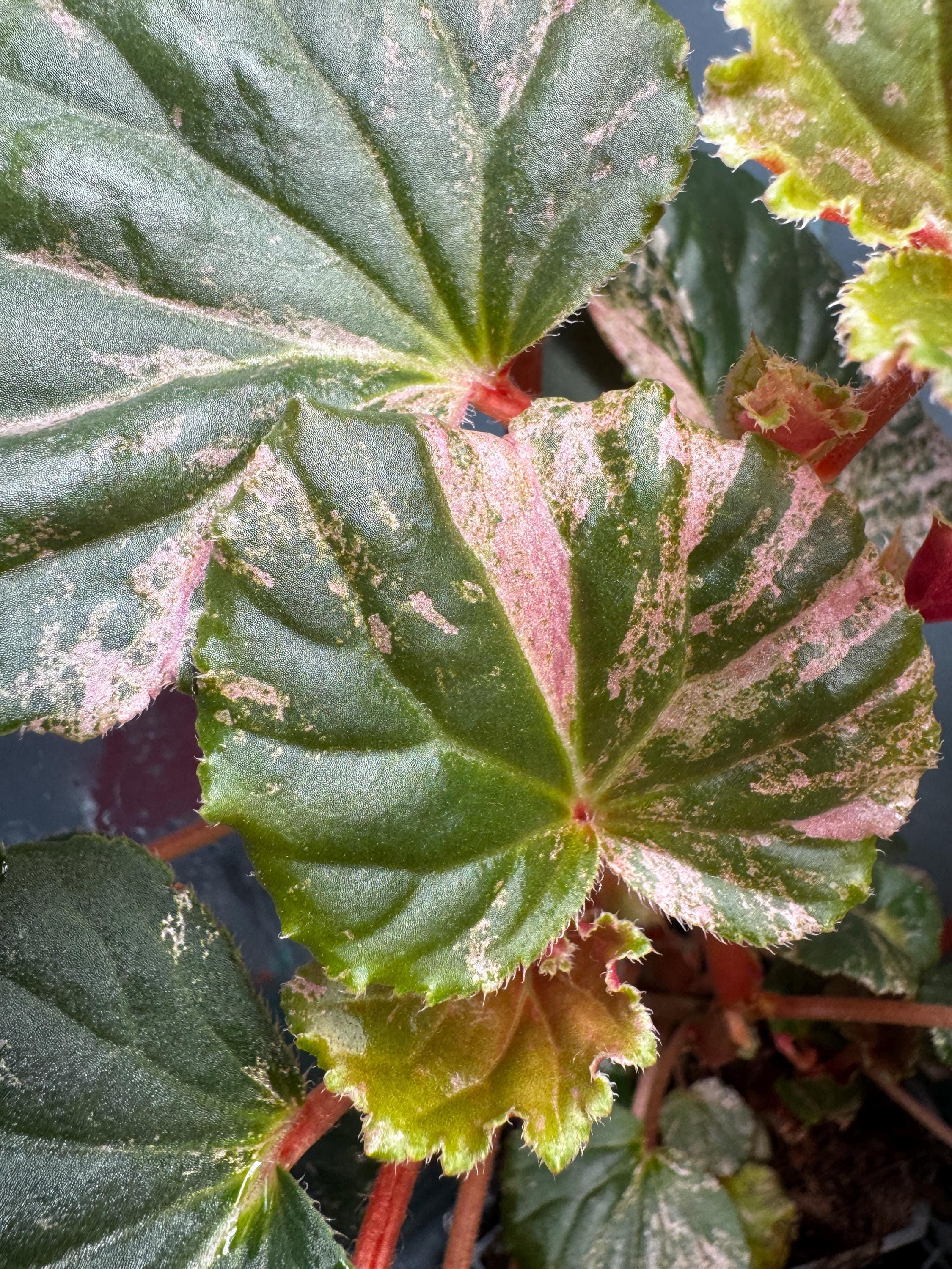 Begonia Cucullata PINK Variegated - Etsy