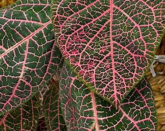 Prestonia quinquangularis fast growing PINK ornamental vine