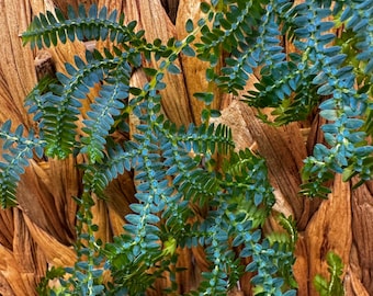 Selaginella uncinata (Rainbow Moss or Peacock Moss) *CUTTING*  terrarium ground cover