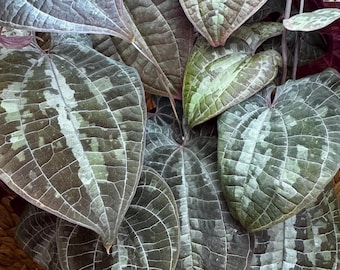 Discorea Discolor fast growing ornamental vine
