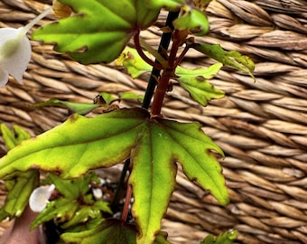 Begonia Dregei - maple leaf begonia