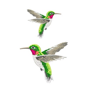 Hummingbird PNG Clipart Bundle (Digital Download)