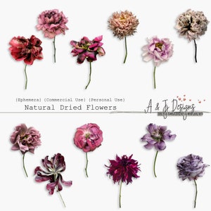 Flores secas naturais, CU, clipart, coisas efêmeras, para impressão, diários indesejados, scrapbooking, arte digital, mídia mista, download instantâneo