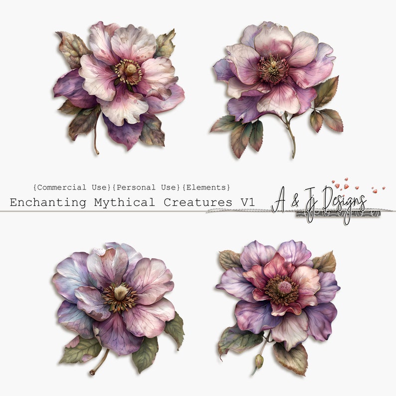 May include: Four watercolour illustrations of pink and purple flowers with green leaves. The flowers have multiple layers of petals and are in various stages of bloom. The flowers are isolated on a white background.