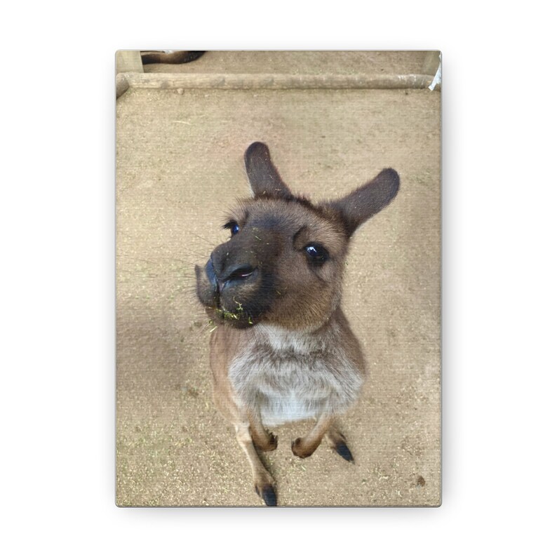 Furry Australian Kangaroo: Large Canvas Print - Etsy