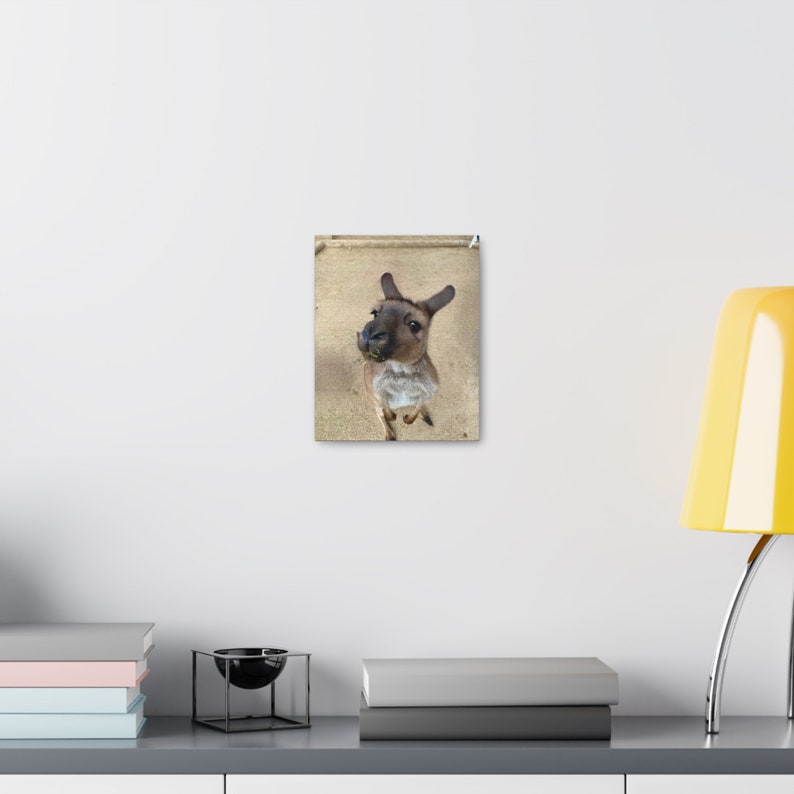 Furry Australian Kangaroo: Large Canvas Print - Etsy