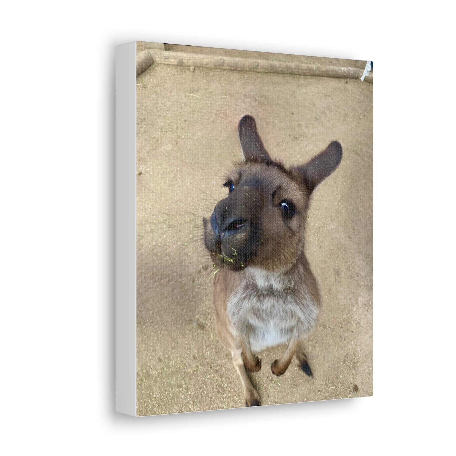 Furry Australian Kangaroo: Large Canvas Print - Etsy