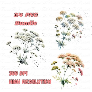 Clipart fleurs de cumin noir, herbes PNG aquarelle Clipart, Art botanique noir et blanc, images haute résolution commerciales de plantes en fleurs