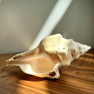 Peut inclure: Un grand coquillage de conque de couleur crème, en forme de spirale, avec une large ouverture. La coquille présente des marques brunes sur le bord et repose sur une surface en bois. L'image est bien éclairée, soulignant la texture et la forme de la coquille.