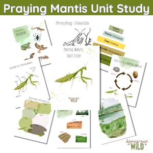 Estudio de unidad sobre la mantis religiosa / Escuela de naturaleza en casa / Hojas de trabajo / Insectos / Bichos / Digital