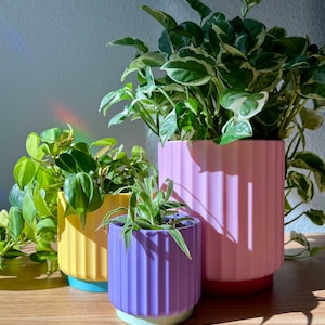 May include: Three colorful, ribbed planters in yellow, purple, and pink, each with a contrasting base. The planters hold various green plants with lush foliage. The arrangement sits on a wooden surface, with sunlight casting shadows.