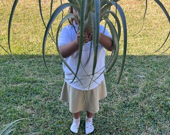 Xero graphica thick leaf form  Queen of The air plant