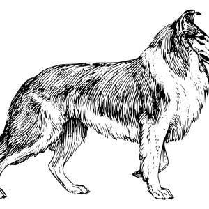Set di biglietti da visita Rough Collie 4x6 con buste