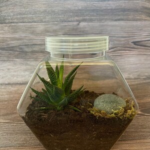 Live Moss & Cactus Terrarium | Earthy Miniature Garden with Natural Rock