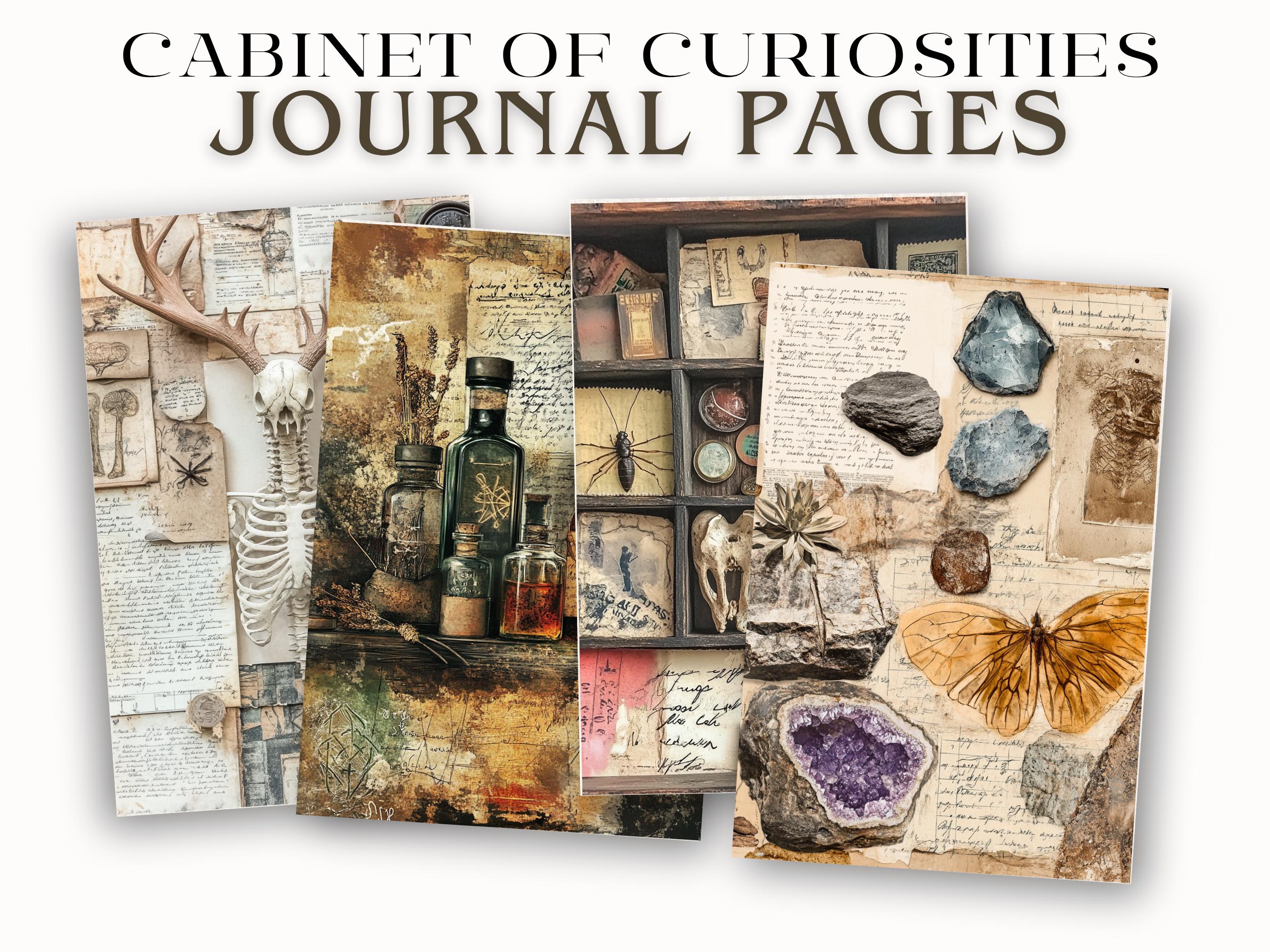 Rustic Notes Page Rustic Insect Specimen Junk Journal Pages Printable Ephemera With ...