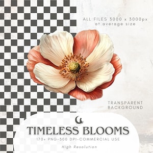 May include: A watercolor illustration of a large flower with white petals edged in peach and a yellow center. The image includes the text "TIMELESS BLOOMS" and details about the file size and commercial use.