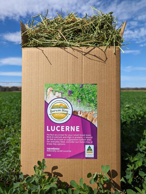 Lucerne Hay (alfalfa) 3kg Rabbit Guinea Pig Treats Food