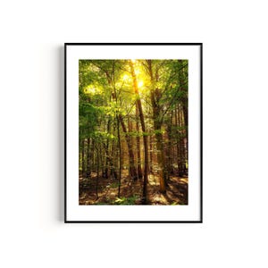 Poster Wald Lichterschein Fotografie Landschaft Wandbild Wanddekoration Geschenk