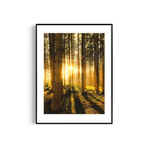 Poster Wald Fotografie Sonnenlicht Landschaft Sonnenuntergang Wandbild Wanddekoration Geschenk