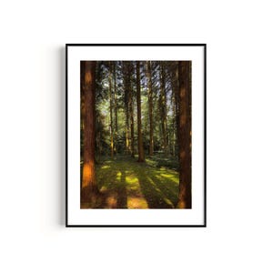 Poster Landschaft Fotografie "Licht und Schatten" - FineArt Druck Wald Wanddekoration Giclée-Verfahren Dekoidee