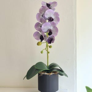 May include: A potted orchid plant featuring multiple light purple petals with dark purple speckles and a deep purple centre. The plant has several green leaves at the base and is housed in a cylindrical black pot with vertical ribbed textures.