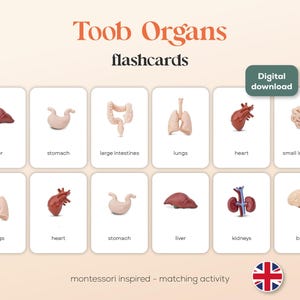 Safari Ltd. TOOB Organs- 8 A6 Montessori Matching Cards - Printables - English