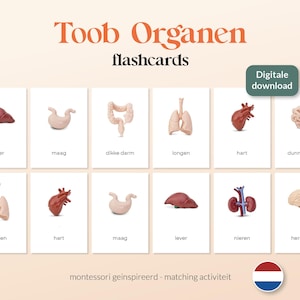 Safari Ltd. TOOB Organe - 8 A6 Montessori Matching Cards - Ausdruckbar - Niederländisch