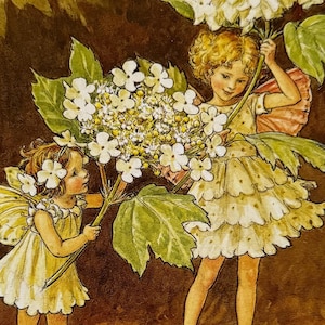 シシリーメアリーバーカー 花の妖精 絵皿 ボーダー 【薔薇の妖精