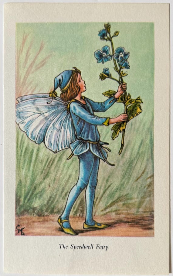 Flower Fairies, Cicely Mary Barker, the Speedwell Fairy, Fantasy