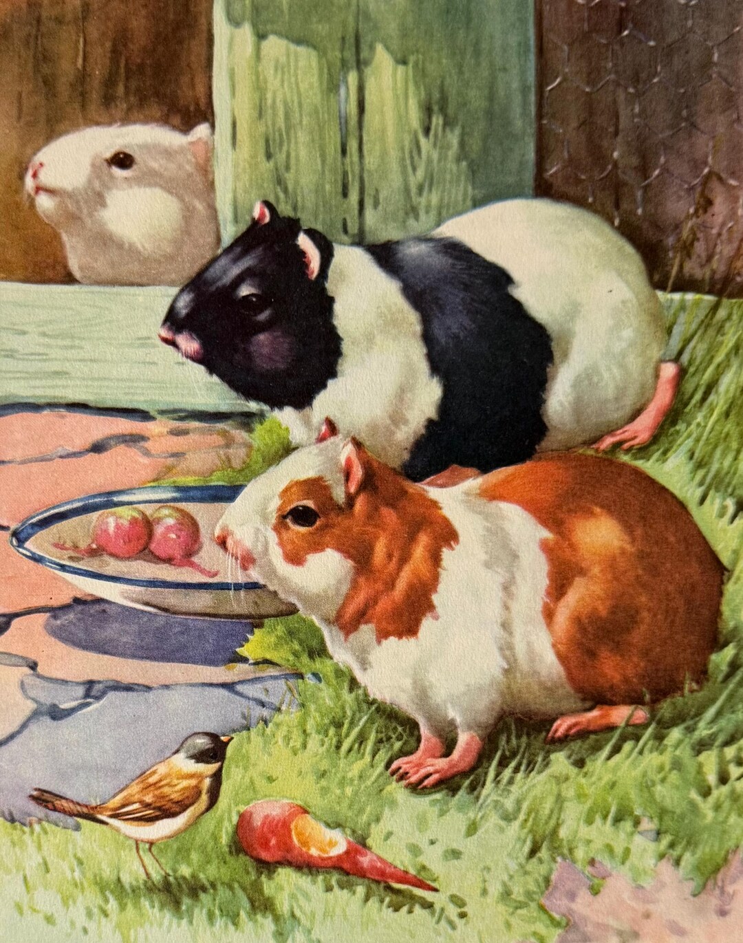 Guinea-pigs, Farmyard Animals, 1950s Vintage Book Print, Bookplate - Etsy
