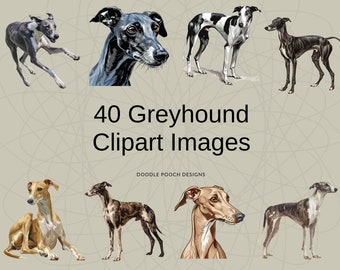 Greyhound Clipart | Greyhound Images | Dog Breed Clipart | 300dpi Clipart | Transparent PNGs | Cute Dog Clipart