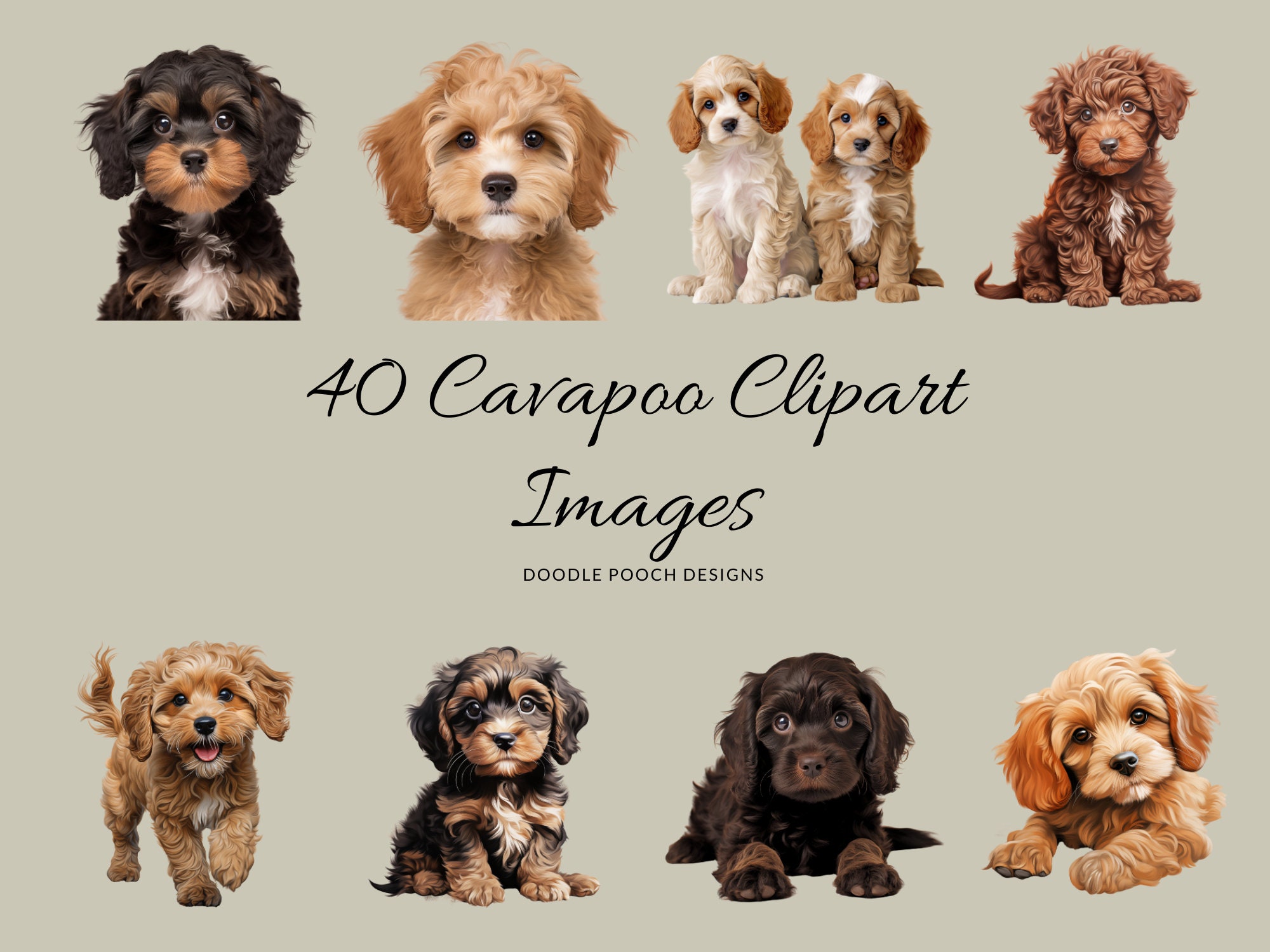 Cavapoo items hot sale