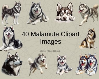 May include: A collection of 40 Malamute clipart images featuring various illustrations of Alaskan Malamute dogs in different poses, including standing, sitting, running, and resting, with the text 40 Malamute Clipart Images and DOODLE POOCH DESIGNS.