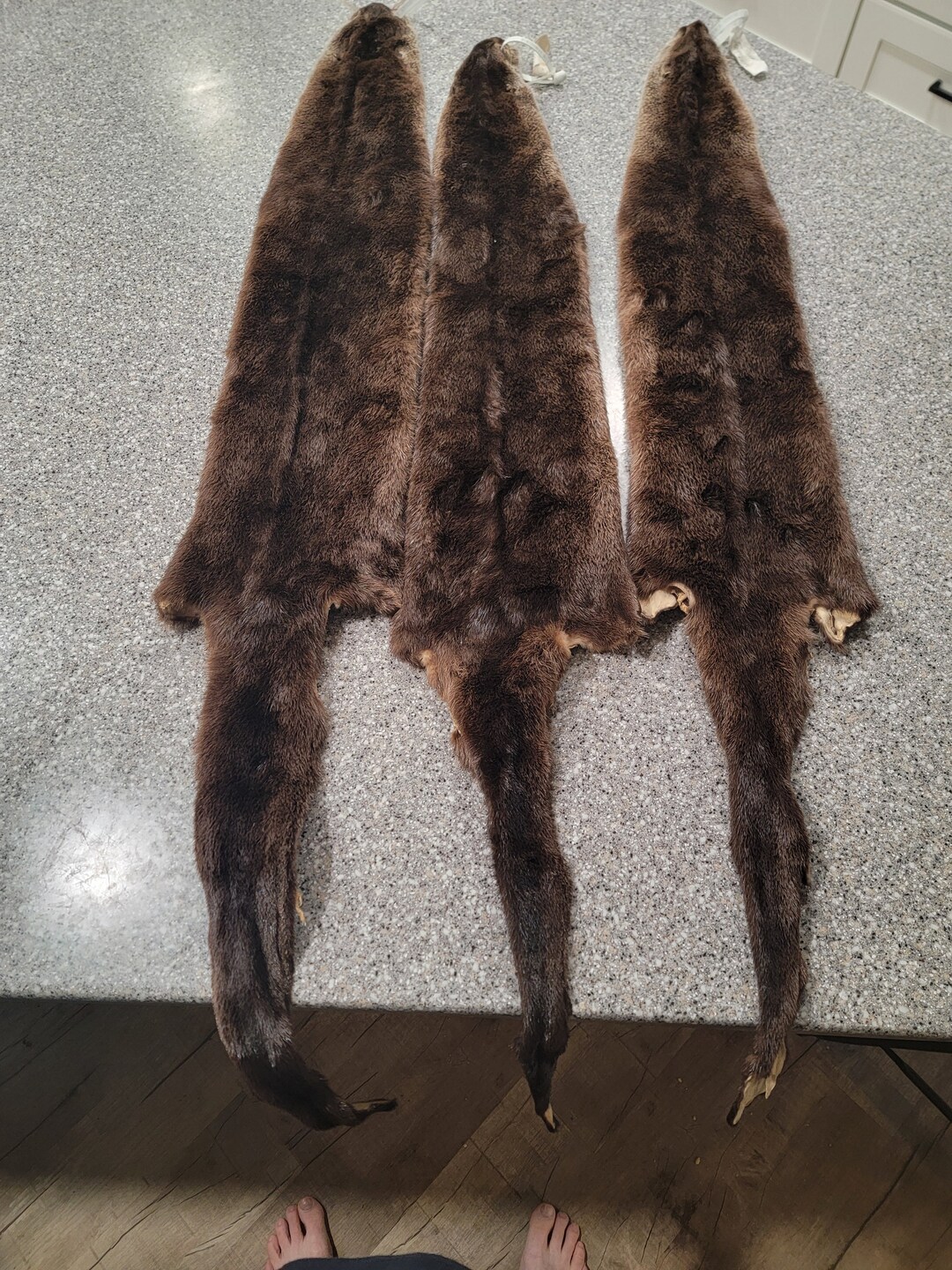 Garment Tanned Otter Pelts - Etsy