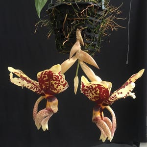 May include: A hanging orchid plant in a black plastic basket with exposed roots. The plant features two large, symmetrical flowers with cream-coloured petals covered in deep maroon spots and intricate, curved, speckled lower segments.