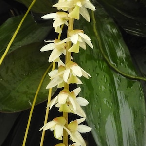 May include: A vertical flower spike featuring multiple small, pale cream-coloured orchid blossoms arranged along a central stem. The petals are delicate and light, with subtle green undertones at the base, set against large, glossy, dark green leaves.
