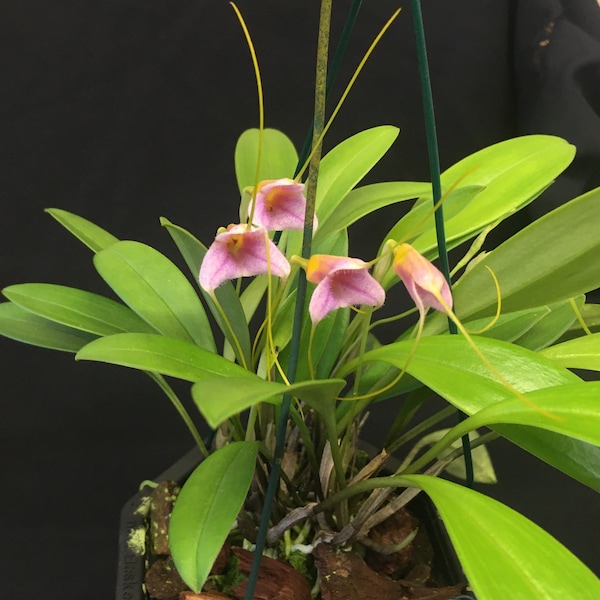 Masdevallia paivaeana, Miniature Orchid species grown in the UK