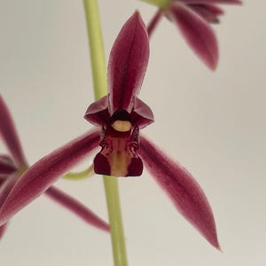 May include: A deep burgundy orchid flower with elongated, pointed petals and a central labellum featuring a small, pale yellow protrusion. The flower is attached to a slender, light green stem, showcasing a symmetrical structure and rich colour.