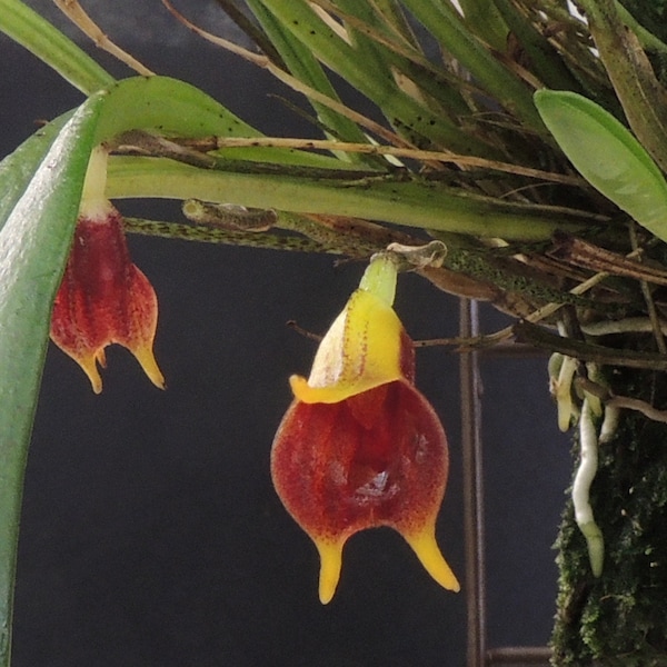 Masdevallia pyxis, Orchid species grown in the UK