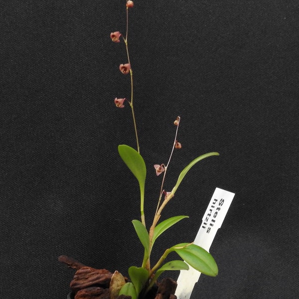 Stelis hitzii, Miniature orchid species grown in the UK