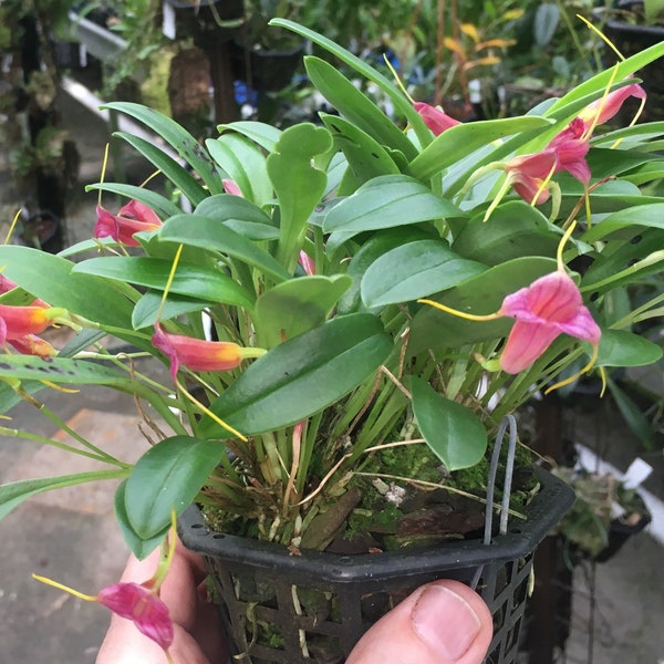 Masdevallia mystica, Orchid species grown in the UK